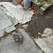 Dior joined the competition — help win amazing prizes! dog, french_bulldog, leash, concrete, sidewalk, grass, fallen_leaves, bucket, pole, garden, brick_border, outdoor, pet, animal, curious, small_dog, expression, tied, nature, daylight