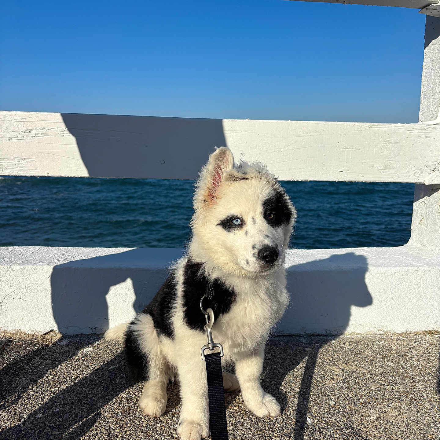 Volt participe au concours pour gagner de l'argent avec cette photo : accessories, animal, canine, cat, dog, eskimodog, flagstone, husky, leash, path, pet, puppy, slate, strap, terrier, walkway, water, waterfront, whitedog, wood