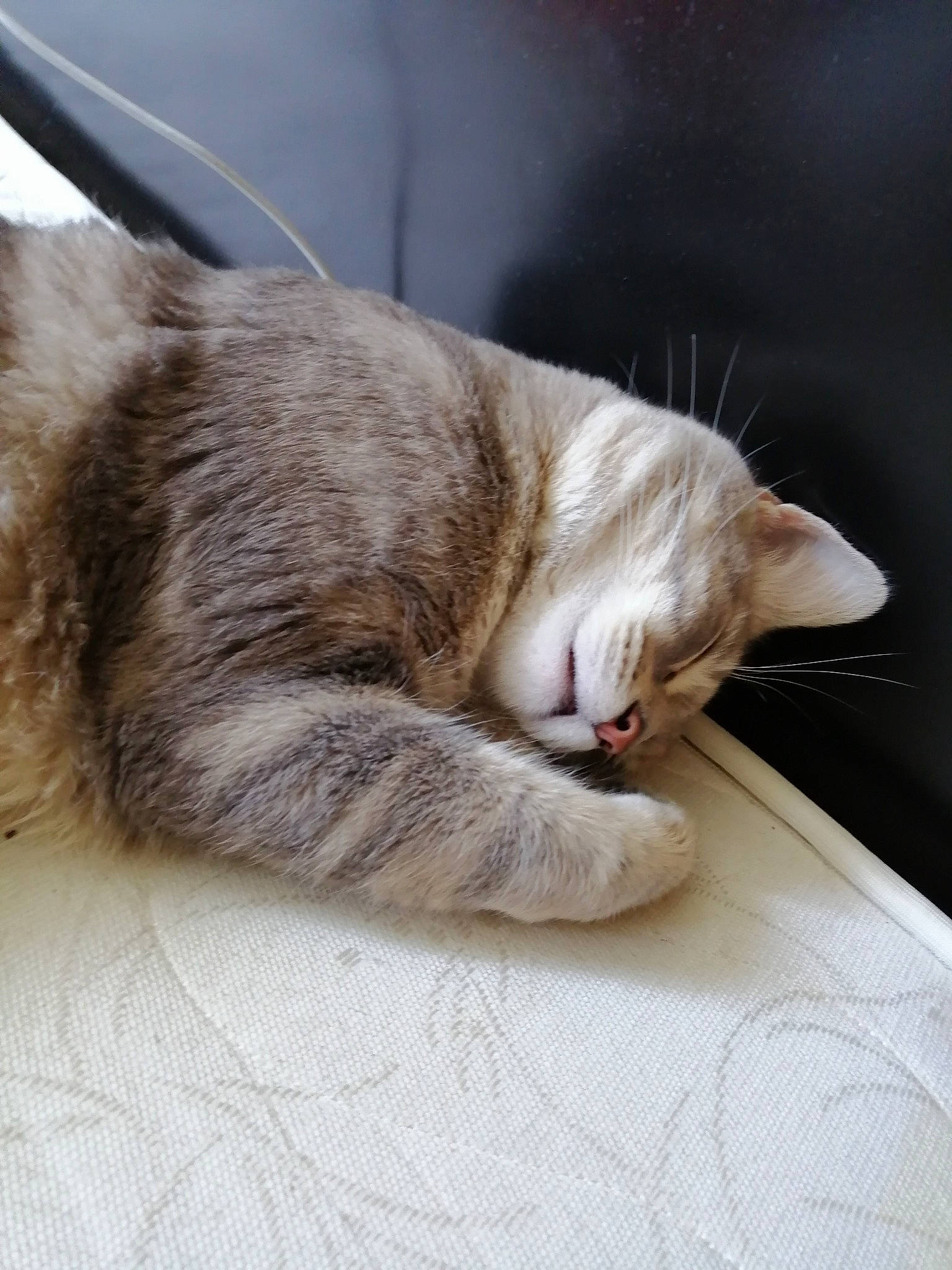 Grizzly participe au concours pour gagner de l'argent avec cette photo : carnivore, cat, comfort, ear, european_shorthair, fawn, felidae, fur, kitten, nap, sleep, small_to_medium_sized_cats, snout, tabby_cat, whiskers