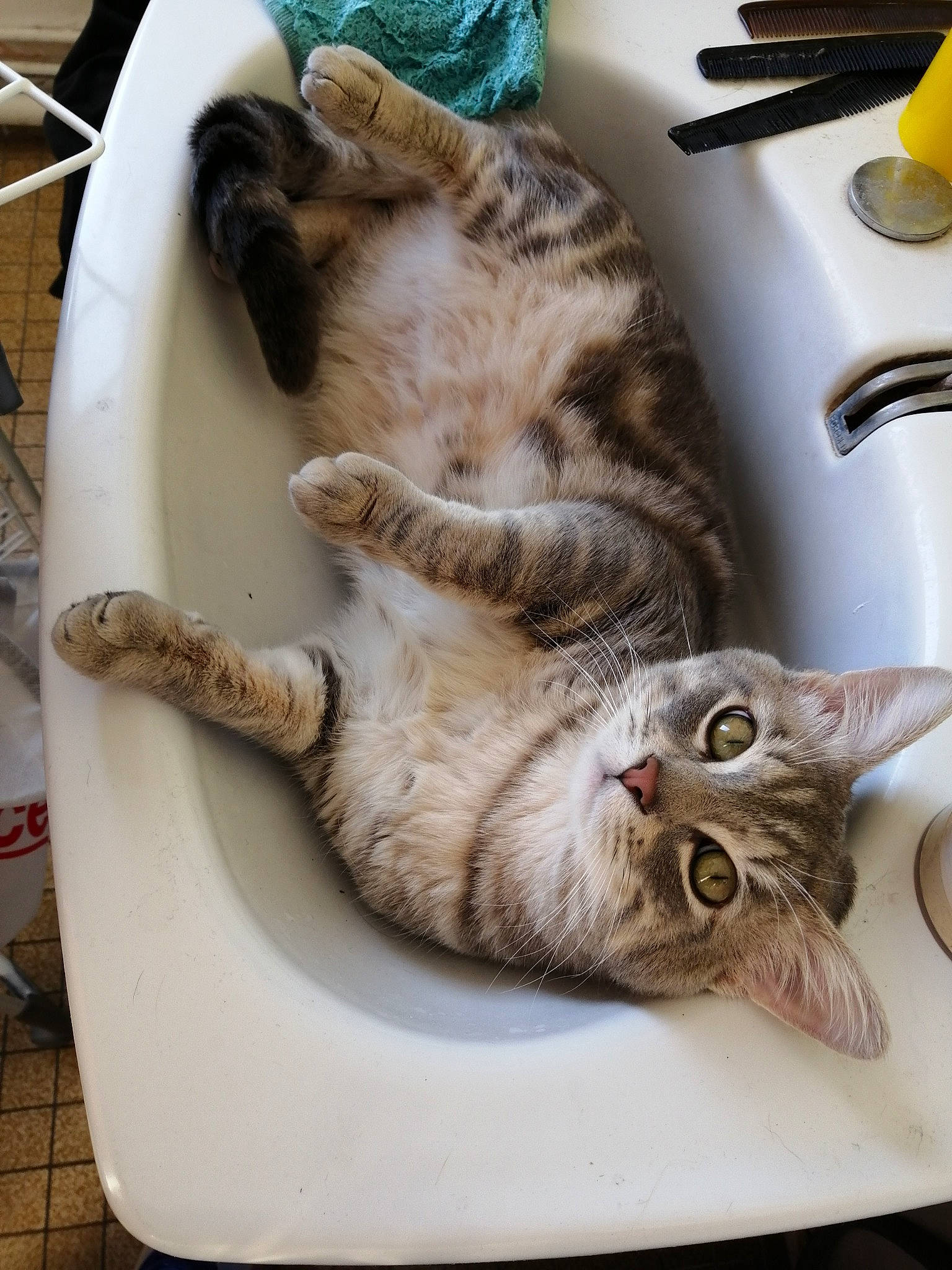 Grizzly participe au concours pour gagner de l'argent avec cette photo : american_shorthair, carnivore, cat, claw, domestic_short_haired_cat, dragon_li, european_shorthair, felidae, kitten, paw, small_to_medium_sized_cats, tabby_cat, whiskers