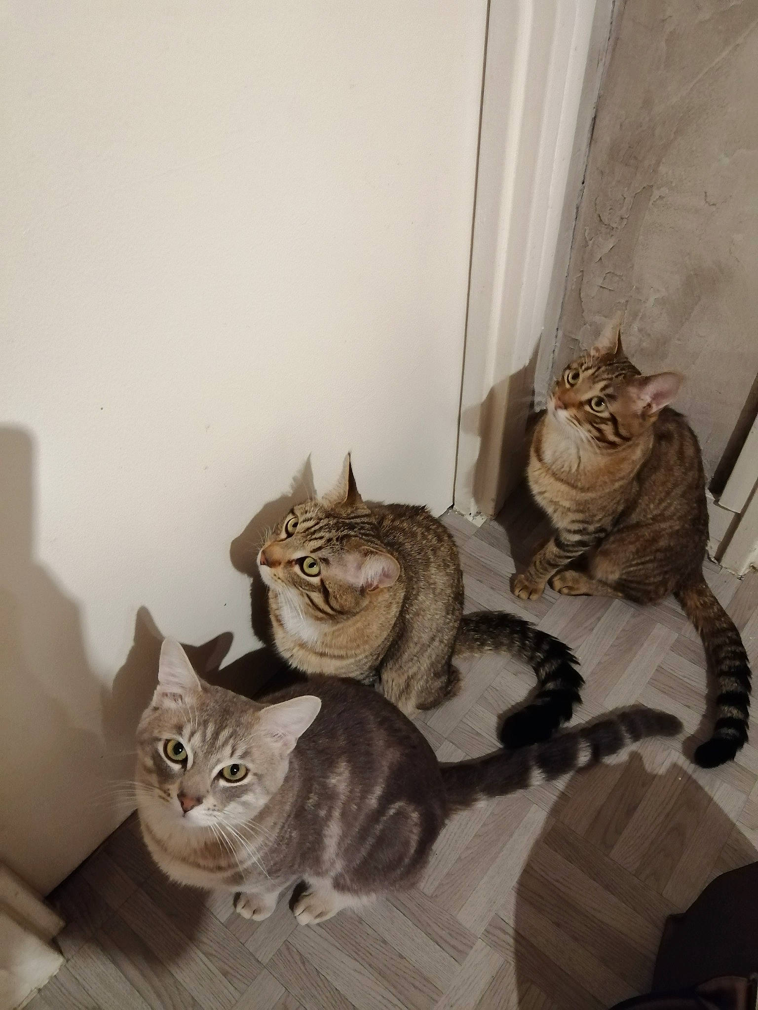 Tigrou Dumbo Grizzly