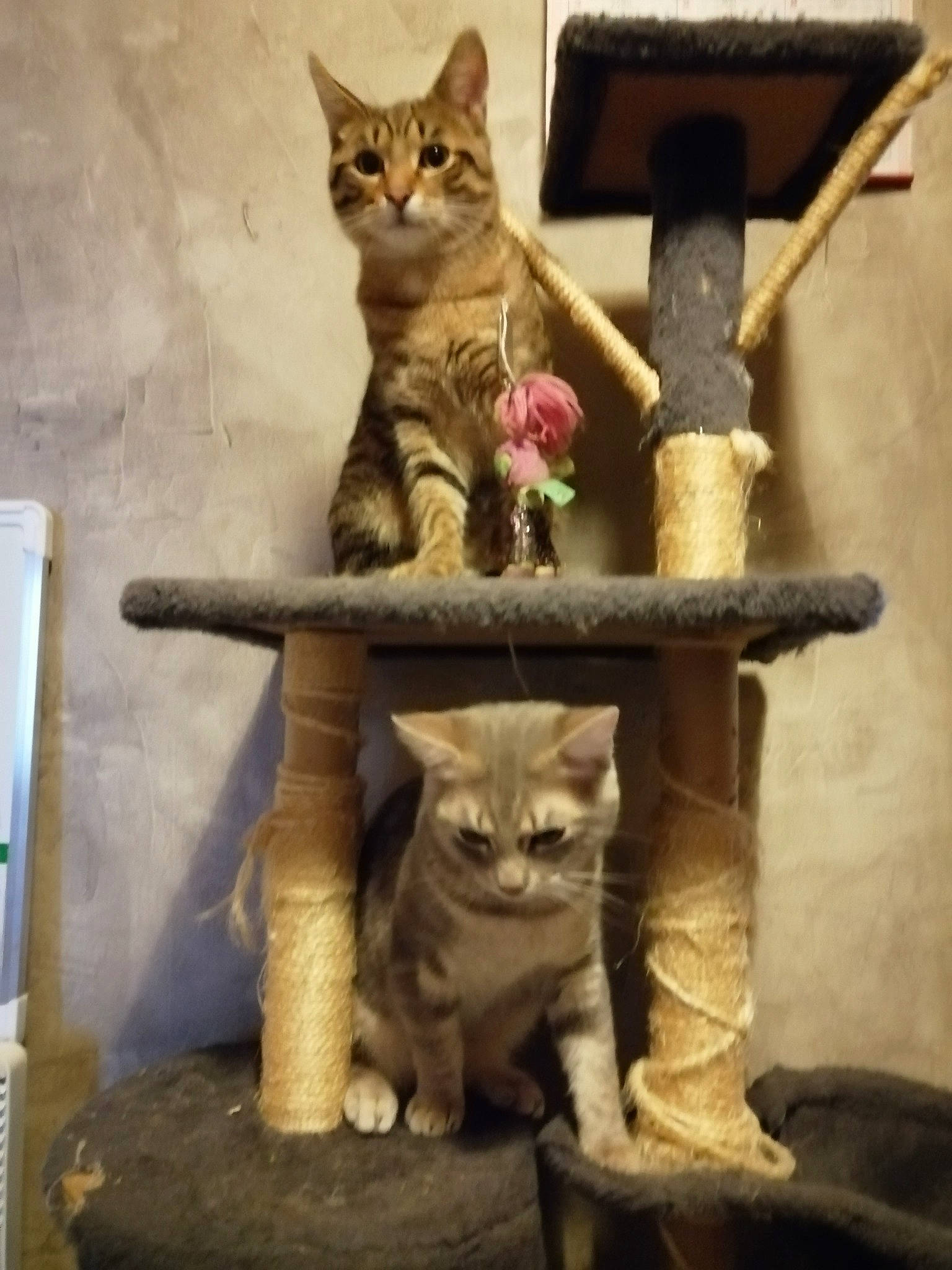 Tigrou Dumbo Grizzly a rejoint le concours — aidez-le/la à gagner de superbes lots ! aegean_cat, asian, carnivore, cat, cat_furniture, chausie, domestic_short_haired_cat, dragon_li, european_shorthair, fawn, felidae, kitten, ocicat, oriental_shorthair, polydactyl_cat, small_to_medium_sized_cats, snout, sokoke, tabby_cat, whiskers