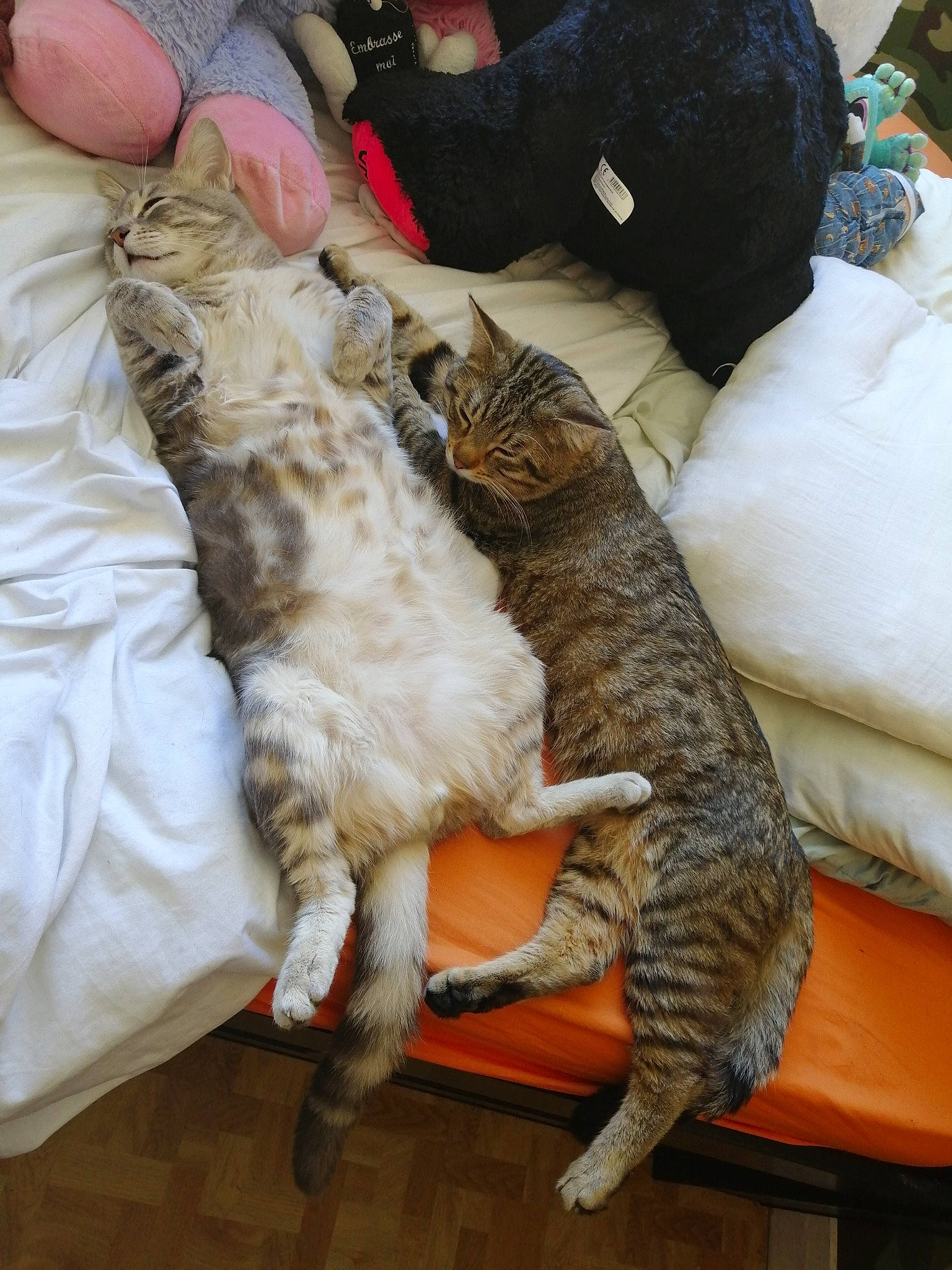 Tigrou Dumbo Grizzly participe au concours pour gagner de l'argent avec cette photo : carnivore, cat, claw, domestic_short_haired_cat, dragon_li, european_shorthair, felidae, fur, german_rex, leg, small_to_medium_sized_cats, tail, whiskers