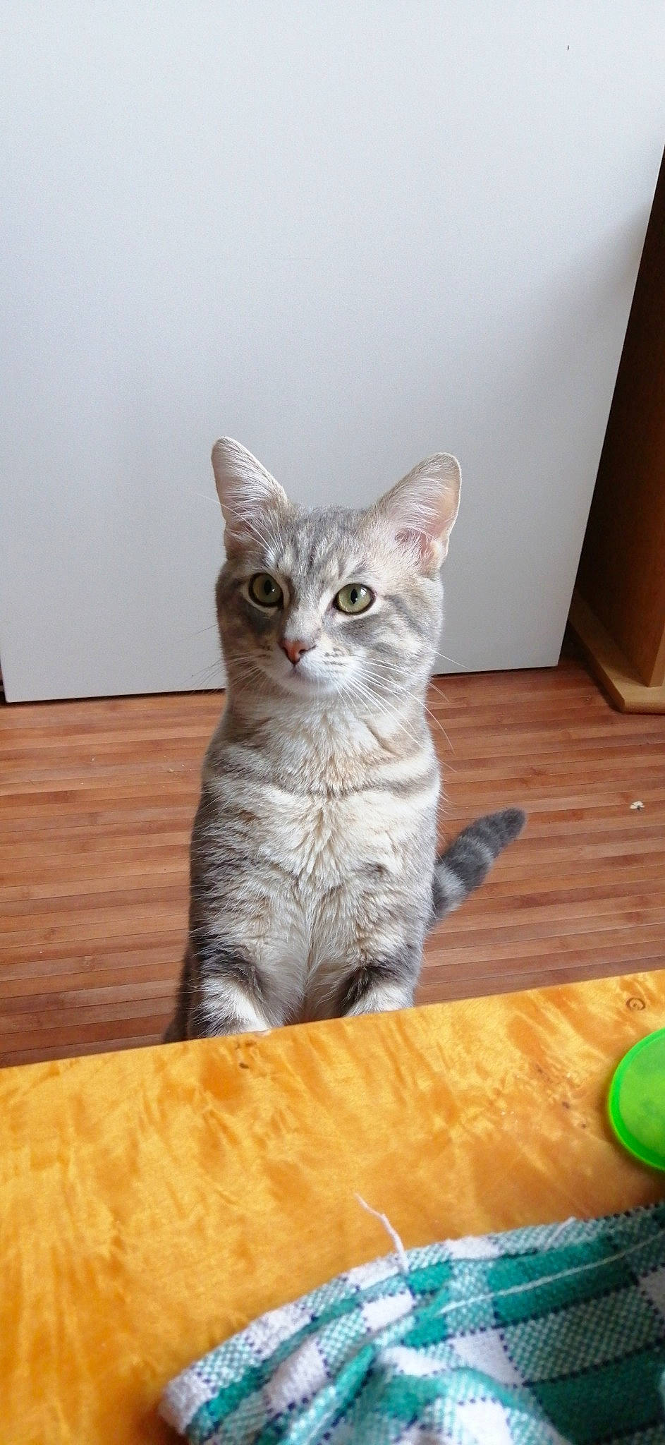 Tigrou Dumbo Grizzly participe au concours pour gagner de l'argent avec cette photo : american_shorthair, american_wirehair, arabian_mau, asian, australian_mist, british_shorthair, carnivore, cat, domestic_short_haired_cat, dragon_li, european_shorthair, fawn, felidae, german_rex, kitten, mammal, small_to_medium_sized_cats, tabby_cat, vertebrate, whiskers