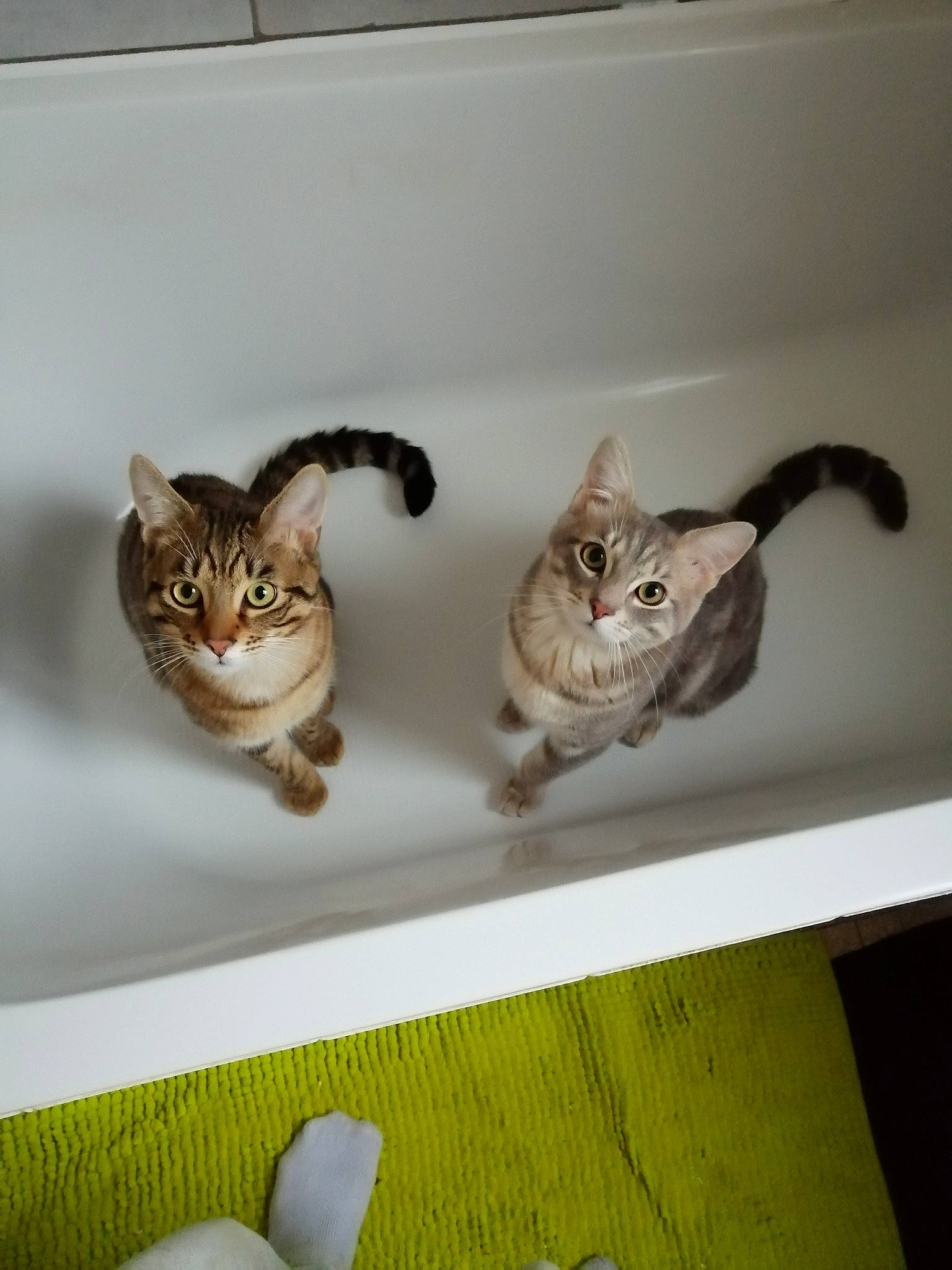 Tigrou Dumbo Grizzly a rejoint le concours — aidez-le/la à gagner de superbes lots ! carnivore, cat, domestic_short_haired_cat, european_shorthair, fawn, felidae, kitten, ocicat, room, sink, small_to_medium_sized_cats, whiskers