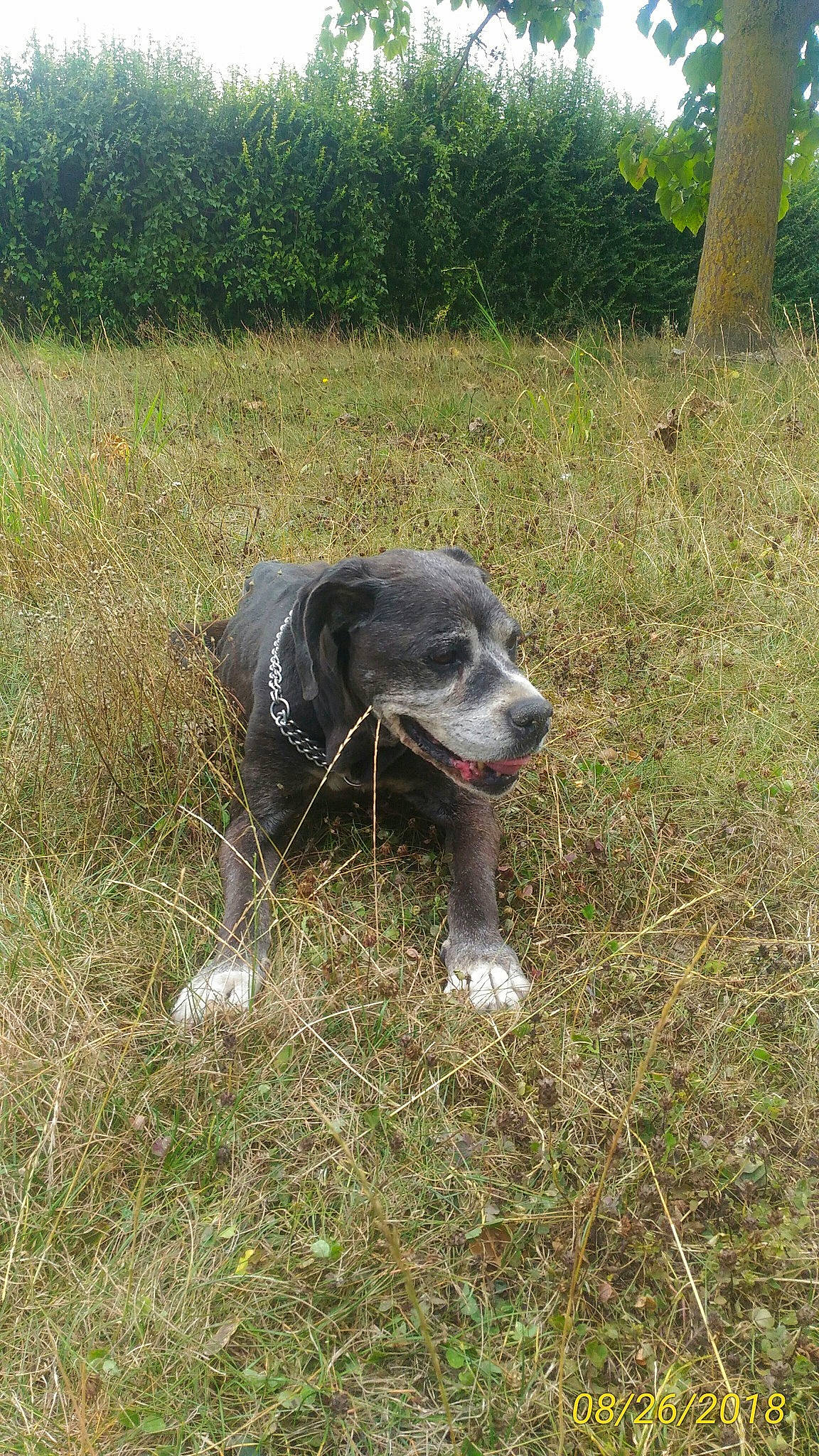 Louna participe au concours pour gagner de l'argent avec cette photo : american_pit_bull_terrier, canidae, carnivore, dog, dog_breed, hunting_dog, mammal, pachon_navarro, pointer, sporting_group