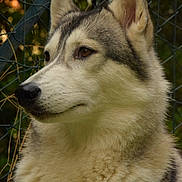 Nanouk participe au concours pour gagner de l'argent avec cette photo : alert, animal, background_blur, brown_eyes, canine, closeup, dog, ears, fence, fluffy, fur, husky, mammal, nature, outdoor, pet, portrait, side_view, watchful, whiskers