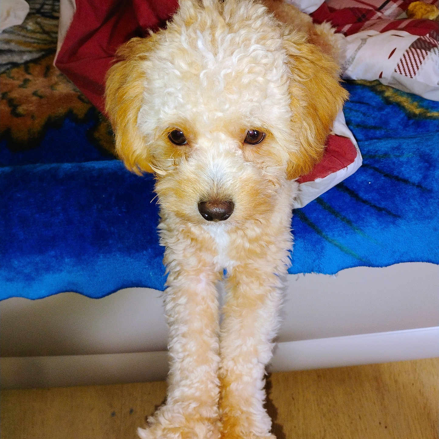 Mr. Gibbles joined the competition — help win amazing prizes! animal, bed, blanket, brown_eyes, close_up, colorful, cozy, curly_fur, cute, dog, fur, furry, human_arm, indoor, looking_up, paw, pet, puppy, resting, tattoo