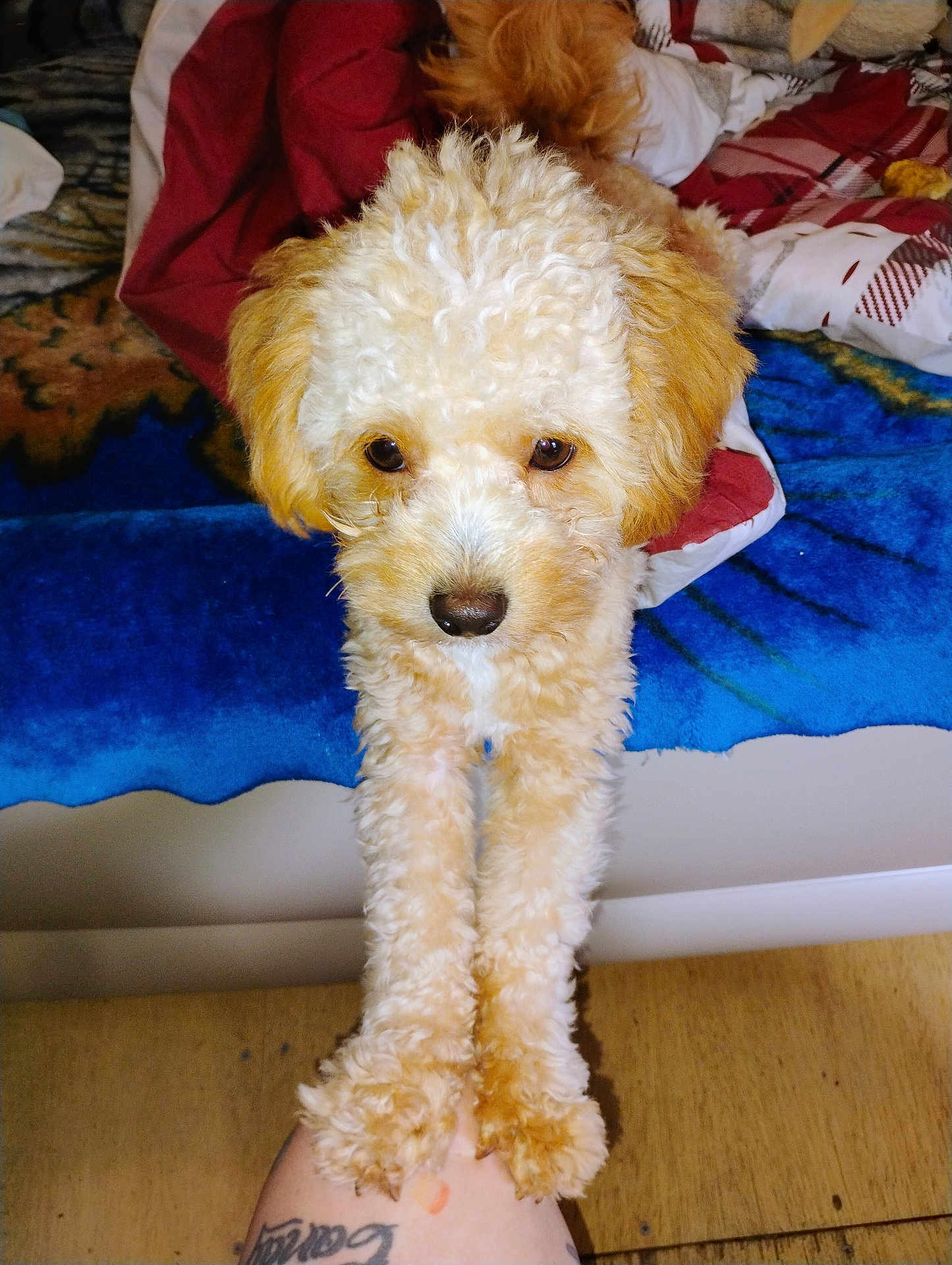 Mr. Gibbles joined the competition — help win amazing prizes! dog, puppy, curly_fur, brown_eyes, bed, blanket, tattoo, paw, fur, indoor, pet, cute, animal, looking_up, cozy, close_up, furry, resting, colorful, human_arm