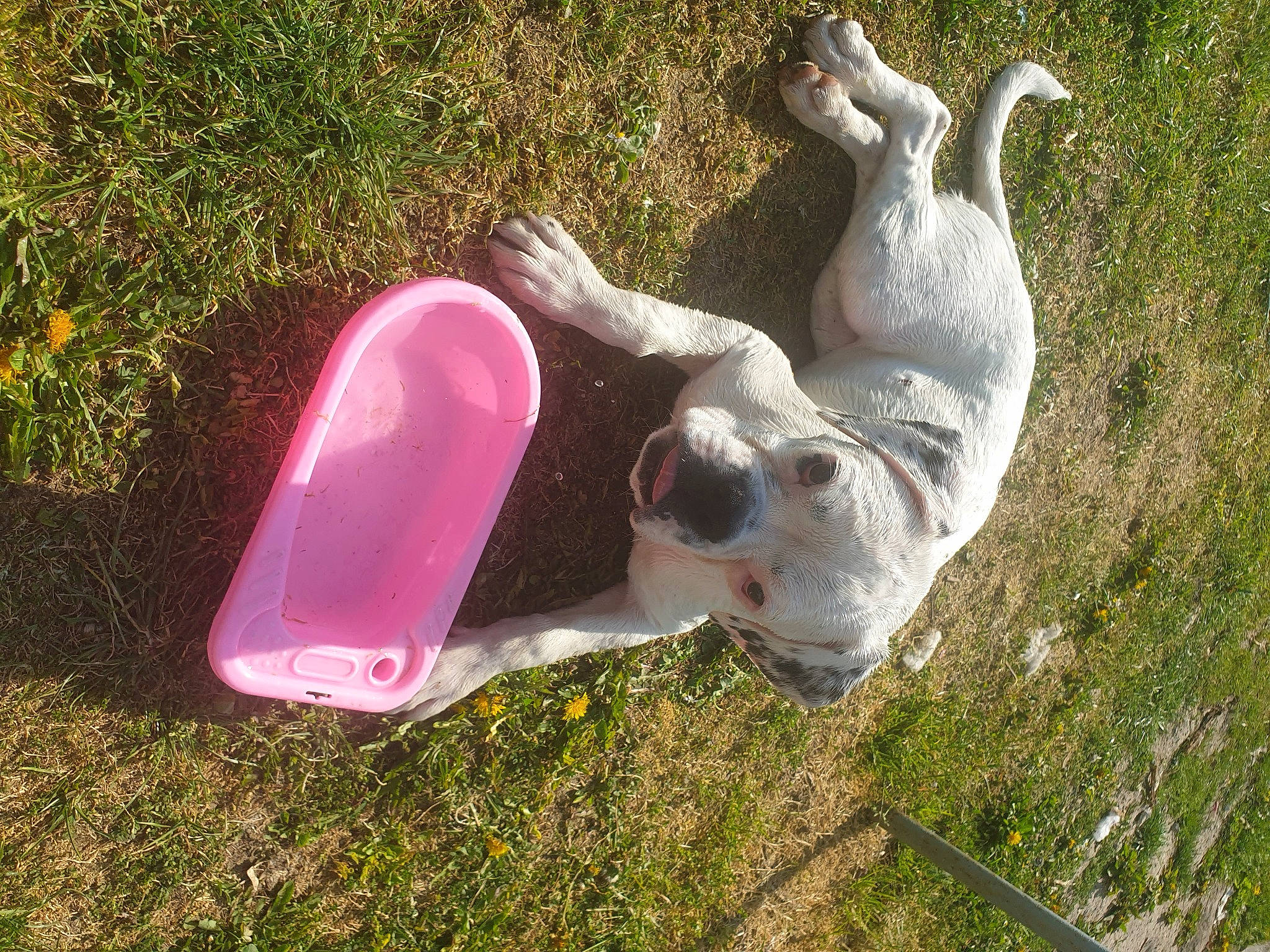 Pina a rejoint le concours — aidez-le/la à gagner de superbes lots ! canidae, carnivore, dog, dog_breed, grass, non_sporting_group, pink, pointer, sporting_group