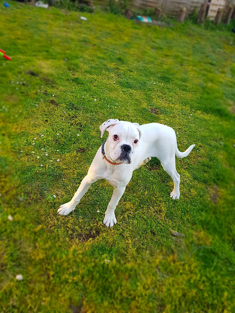 Pina a rejoint le concours — aidez-le/la à gagner de superbes lots ! american_bulldog, canidae, carnivore, companion_dog, dog, dog_breed, dogo_argentino, dogo_guatemalteco, fawn, grass, mammal, non_sporting_group, plant, puppy, rare_breed_dog, sporting_group, tail, valley_bulldog, vertebrate