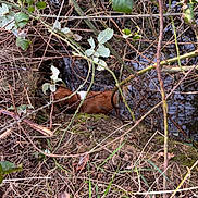 Stella Chevallier participe au concours pour gagner de l'argent avec cette photo : dog, brown, white, branches, leaves, mud, grass, water, nature, outdoor, wild, canine, forest, bushes, hidden, ground, pond, twigs, thorns, camouflage