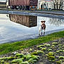 dog, water, reflection, truck, container, sky, clouds, grass, moss, road, trees, fence, outdoor, nature, vehicle, landscape, park, daytime, brown_and_white, canine