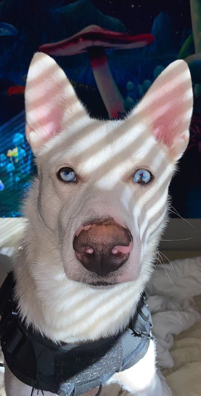 Dax joined the competition — help win amazing prizes! ancient_dog_breeds, canidae, carnivore, companion_dog, dog, dog_breed, dog_supply, ear, electric_blue, fang, fawn, fur, jaw, non_sporting_group, snout, sporting_group, tail, terrestrial_animal, whiskers, working_animal