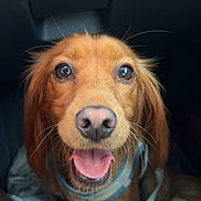 June participe au concours pour gagner de l'argent avec cette photo : brown_fur, car_interior, close_up, collar, dachshund, dog, eyes, front_view, happy, harness, leash, nose, paws, pet, portrait, seat, small_dog, smiling, tongue, whiskers
