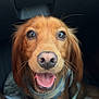 brown_fur, car_interior, close_up, collar, dachshund, dog, eyes, front_view, happy, harness, leash, nose, paws, pet, portrait, seat, small_dog, smiling, tongue, whiskers