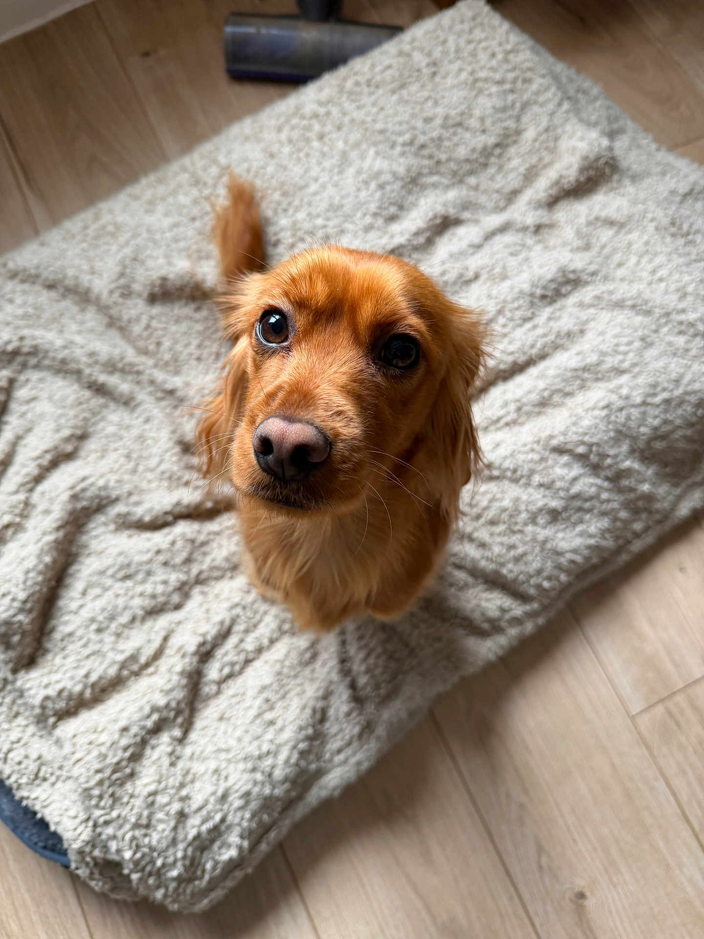June participe au concours pour gagner de l'argent avec cette photo : bedroom, blanket, brown_dog, close_up, cozy, cute, dachshund, dog, dog_bed, eyes, fur, indoor, long_hair, looking_up, nose, pet, portrait, tail, whiskers, wooden_floor