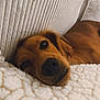 blanket, brown_fur, closeup, couch, cozy, dachshund, dog, eye, furry, indoor, nose, pet, portrait, relaxed, resting, sleeping, snout, soft, textured_wall, whiskers