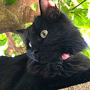 Xena Belle joined the competition — help win amazing prizes! cat, black_cat, animal, outdoor, tree, branch, leaves, nature, fur, pet, whiskers, eyes, curious, sunlight, closeup, portrait, mammal, feline, resting, daylight