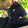 cat, black_cat, animal, outdoor, tree, branch, leaves, nature, fur, pet, whiskers, eyes, curious, sunlight, closeup, portrait, mammal, feline, resting, daylight