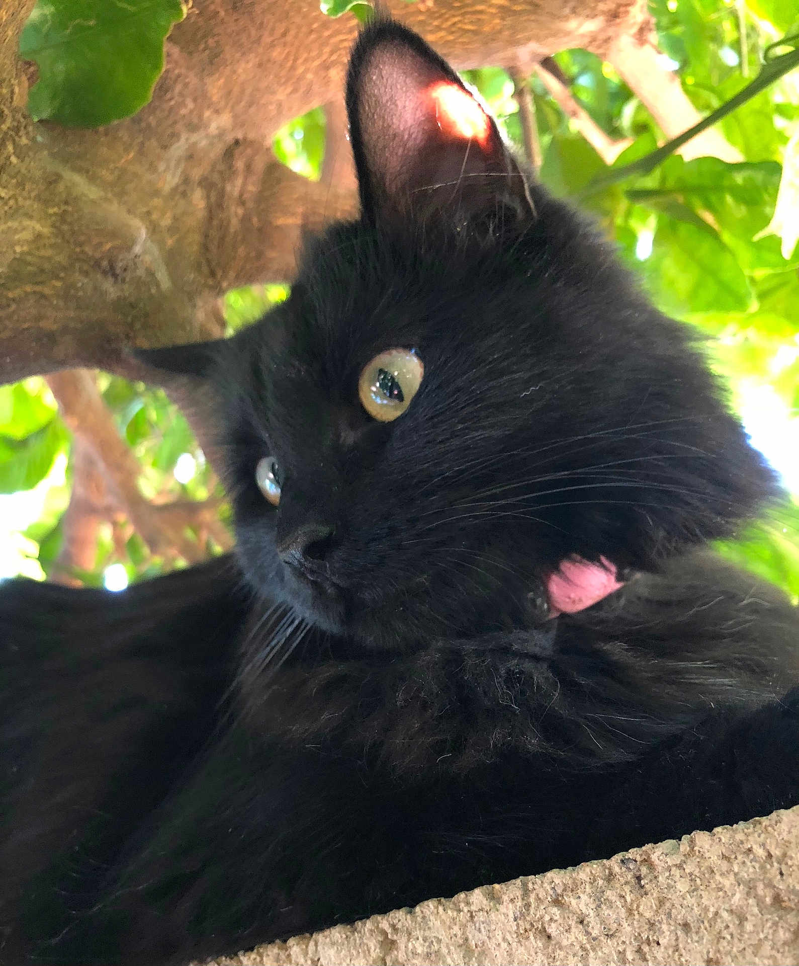 Xena Belle joined the competition — help win amazing prizes! cat, black_cat, animal, outdoor, tree, branch, leaves, nature, fur, pet, whiskers, eyes, curious, sunlight, closeup, portrait, mammal, feline, resting, daylight