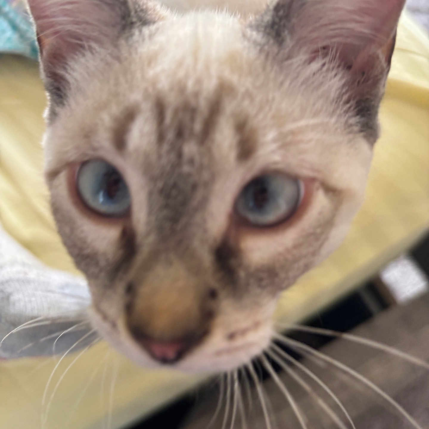 Coca is registered to the contest to win money with this photo: cat, close_up, blue_eyes, whiskers, indoor, curious, pet, feline, face, animal, fur, ears, nose, blur, soft_focus, domestic, cute, portrait, looking_up, close