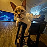 cat, table, living_room, wooden_floor, television, couch, blanket, indoor, furniture, pet, animal, curious, stretching, close_up, warm_lighting, flooring, relaxing, domestic, home, cozy