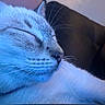 Coca is registered to the contest to win money with this photo: cat, sleeping, close_up, fur, whiskers, pet, animal, resting, blue_light, cozy, indoor, soft_focus, peaceful, cute, mammal, nose, ear, portrait, feline, relaxation