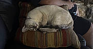 Coca is registered to the contest to win money with this photo: cat, person, couch, pillow, indoor, stone_wall, cardboard_box, gaming_controller, relaxing, sleeping_cat, casual, home, comfort, black_clothing, striped_pillow, sitting, pet, leisure, living_room, furniture
