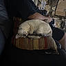 cat, person, couch, pillow, indoor, stone_wall, cardboard_box, gaming_controller, relaxing, sleeping_cat, casual, home, comfort, black_clothing, striped_pillow, sitting, pet, leisure, living_room, furniture