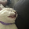 Coca is registered to the contest to win money with this photo: cat, close_up, pet, animal, collar, purple_collar, whiskers, sleeping, relaxed, indoor, floor, shoe, leg, casual, fur, mammal, domestic_animal, resting, side_view