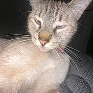 Cocaina is registered to the contest to win money with this photo: cat, close_up, blue_eyes, whiskers, fur, pet, animal, sleepy, indoor, light_fur, pink_nose, resting, texture, face, portrait, cute, feline, domestic_cat, whiskers_visible, lying_down