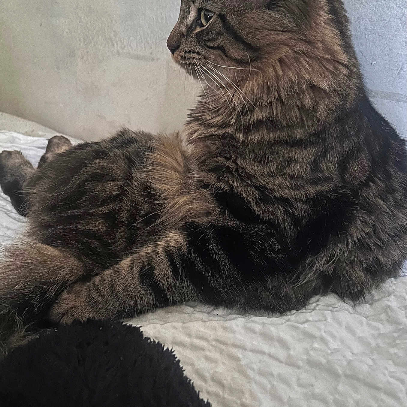 Simba Shawarma is registered to the contest to win money with this photo: animal, bed, bedspread, calm, cat, domestic, ears, feline, fluffy, fur, indoor, looking, mammal, pet, profile, resting, side_view, tabby, texture, whiskers