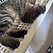 Simba Shawarma joined the competition — help win amazing prizes! animal, cat, cleaning, close_up, cute, domestic, fur, grid, indoor, paw, pet, plastic, relaxed, sleepy, small, tabby, texture, tongue, whiskers, white