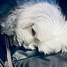 dog, white_dog, fluffy, sleeping, resting, curled_up, small_dog, long_hair, fur, muzzle, closed_eye, pet, animal, cute, adorable, car_seat, vehicle_interior, portrait, close_up, peaceful