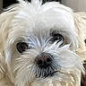 Plume participe au concours pour gagner de l'argent avec cette photo : dog, white_dog, fluffy, small_dog, close_up, portrait, pet, canine, fur, long_hair, brown_eyes, black_nose, whiskers, cute, adorable, indoors, soft_lighting, animal_face, looking_at_camera, companion_animal