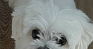 Plume a rejoint le concours — aidez-le/la à gagner de superbes lots ! dog, white_dog, fluffy, small_dog, pet, animal, portrait, looking_up, face, eyes, nose, fur, long_hair, topknot, wood_floor, indoor, close_up, cute, standing, photography
