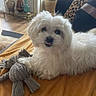dog, small_dog, white_fur, fluffy, long_hair, pet, lying_down, sitting, tongue, black_nose, dark_eyes, toy, stuffed_toy, chewed_toy, blanket, couch, leopard_print, living_room, home, portrait