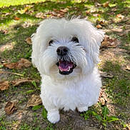 Plume a rejoint le concours — aidez-le/la à gagner de superbes lots ! dog, white_dog, fluffy, small_dog, happy, smiling, open_mouth, tongue, black_nose, fur, outdoor, grass, leaves, forest, nature, portrait, closeup, sunlight, standing, pet