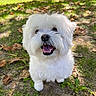 dog, white_dog, fluffy, small_dog, happy, smiling, open_mouth, tongue, black_nose, fur, outdoor, grass, leaves, forest, nature, portrait, closeup, sunlight, standing, pet