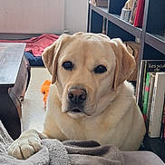 Perle a rejoint le concours — aidez-le/la à gagner de superbes lots ! dog, labrador, indoor, blanket, paw, bookshelf, window, radiator, furniture, book, pet, animal, cozy, resting, looking, floor, home, calm, curious, light