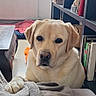 dog, labrador, indoor, blanket, paw, bookshelf, window, radiator, furniture, book, pet, animal, cozy, resting, looking, floor, home, calm, curious, light