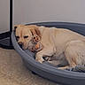 Perle a rejoint le concours — aidez-le/la à gagner de superbes lots ! dog, labrador, sleeping, bed, plush_toy, indoor, pet, resting, cozy, floor, animal, cute, canine, relaxed, fur, toy, home, quiet, laying, comfort