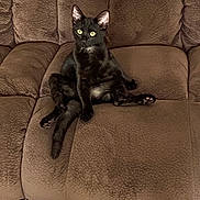 Camo is registered to the contest to win money with this photo: black_cat, cat, pet, feline, sofa, couch, indoor, sitting, animal, cute, curious, furry, mammal, relaxed, home, domestic_animal, whiskers, ears, tail, paws