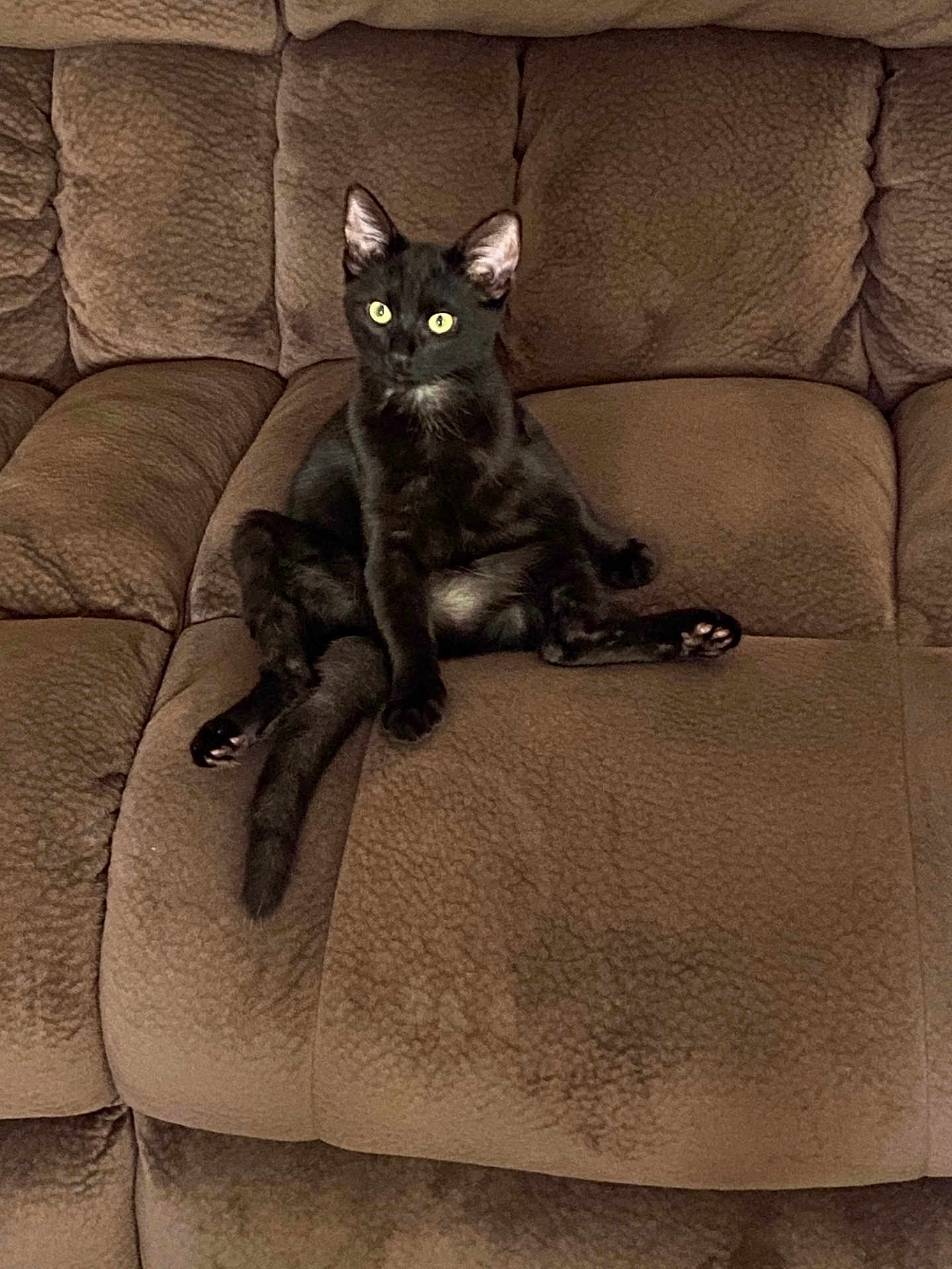 Camo is registered to the contest to win money with this photo: black_cat, cat, pet, feline, sofa, couch, indoor, sitting, animal, cute, curious, furry, mammal, relaxed, home, domestic_animal, whiskers, ears, tail, paws
