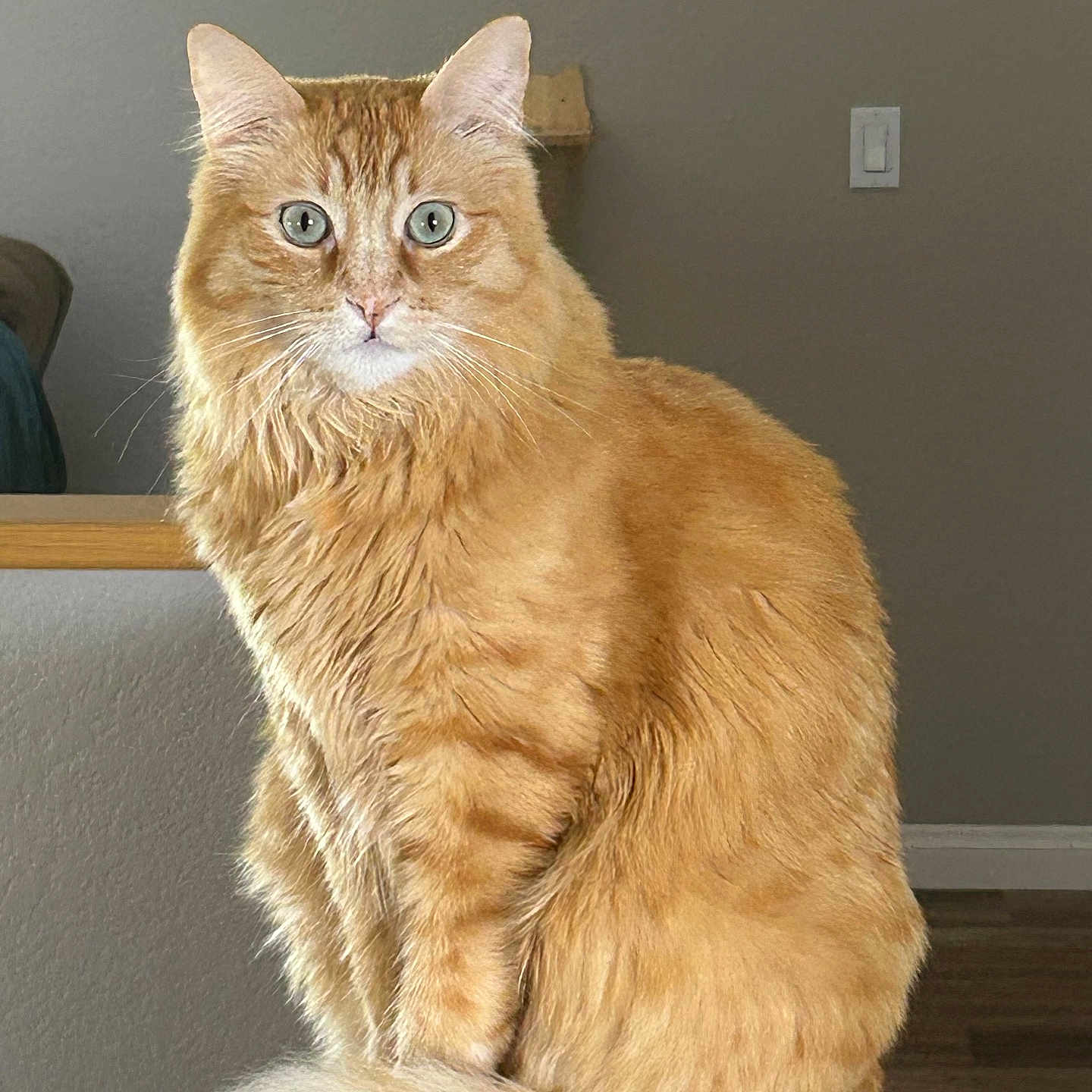 Charlie is registered to the contest to win money with this photo: animal, calm, cat, domestic, ears, feline, fluffy_tail, fur, furniture, ginger_cat, green_eyes, household, indoor, light_switch, looking_at_camera, pet, portrait, sitting, whiskers, wood_floor