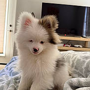 Duke And Sniper joined the competition — help win amazing prizes! puppy, dog, fluffy, white, brown_patch, ear, pet, indoor, blanket, soft, cute, sitting, young, animal, fur, domestic, cozy, television, door, resting