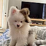 puppy, dog, fluffy, white, brown_patch, ear, pet, indoor, blanket, soft, cute, sitting, young, animal, fur, domestic, cozy, television, door, resting