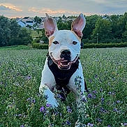 Toby participe au concours pour gagner de l'argent avec cette photo : dog, animal, field, flowers, purple_flowers, grass, outdoor, nature, sky, clouds, sunset, happy, pet, ears, canine, greenery, landscape, playful, adventure, smiling