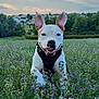 dog, animal, field, flowers, purple_flowers, grass, outdoor, nature, sky, clouds, sunset, happy, pet, ears, canine, greenery, landscape, playful, adventure, smiling
